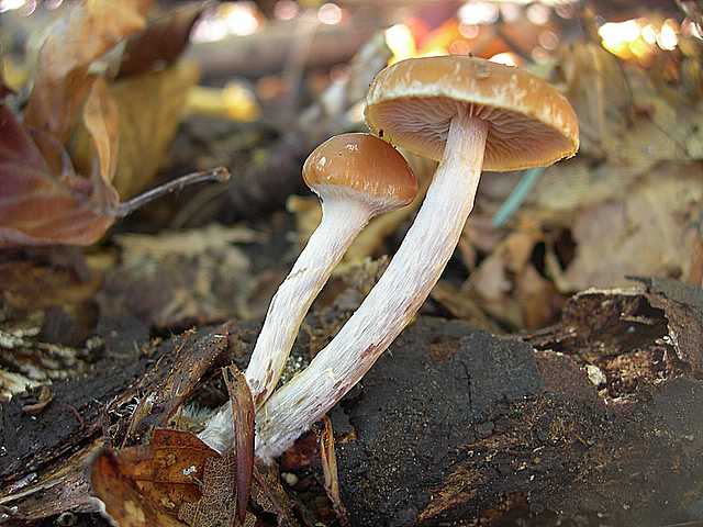 Galerina stylifera   (G.F. Atk.) A.H. Sm. & Singer
